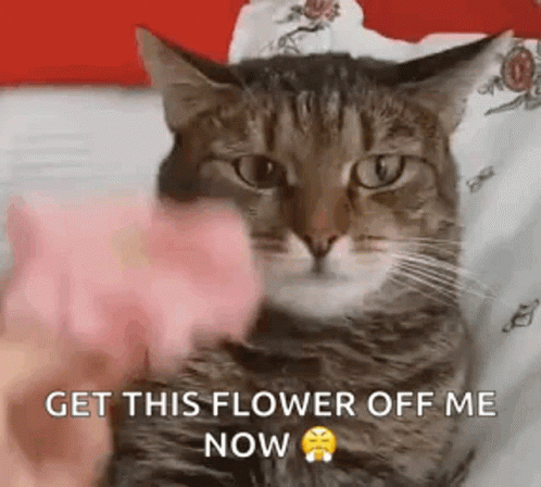 a gray and white cat on a bed with the caption get this flower of me now