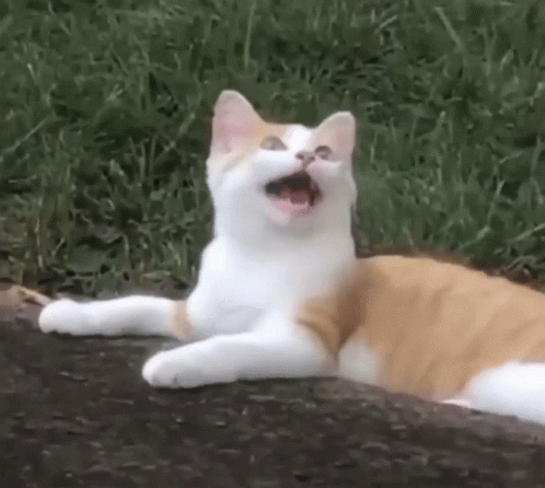 a cat is laying on the grass with its mouth open