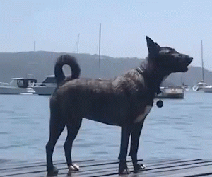 there is a statue of a dog on the dock