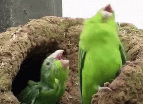 two birds standing in a hole with gravel inside