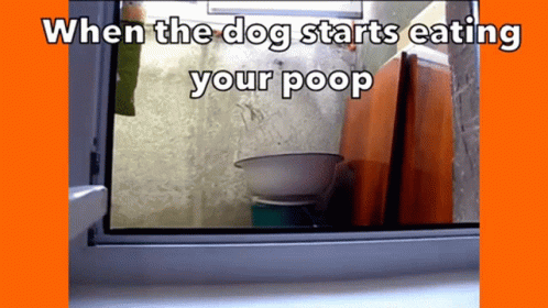 a window in front of a toilet and the words when the dog starts eating your 