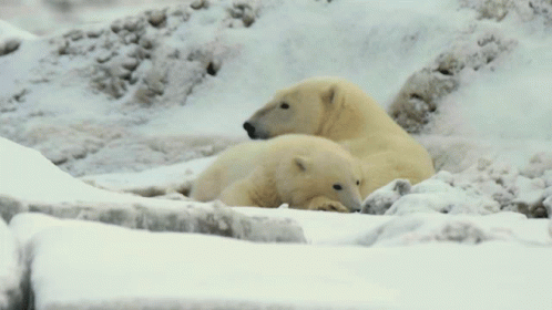 two polar bears are lounging in the snow