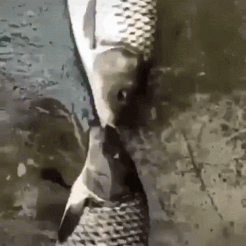 a fish with its head stuck in a man's tie