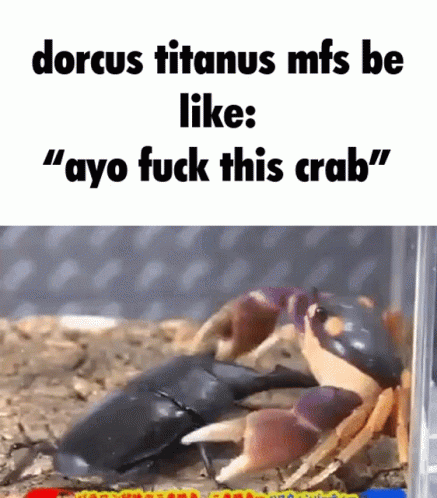 a picture of an animal and the words dorcus tit mes mes like