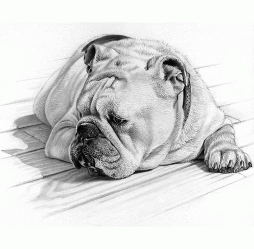 the drawing shows the pug lying down
