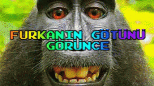 the captioned monkey says, furkin gotunu bounce