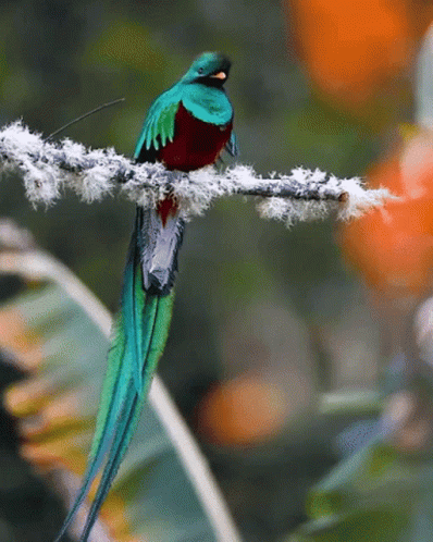 a green and blue bird sitting on a stick