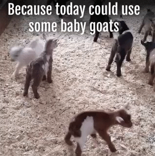 a group of cows in a pen with some baby goats around it
