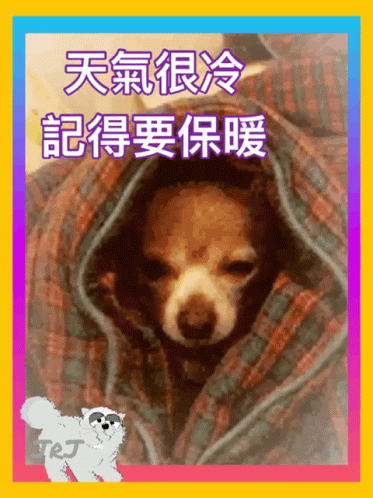 a dog in a hooded blanket has a teddy bear