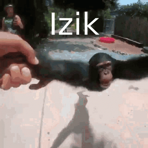 a person reaching to the bottom of a small monkey