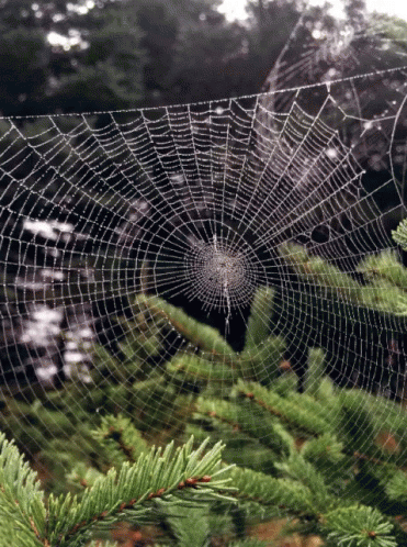 a spider web sits between evergreen nches