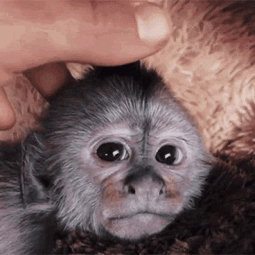 an animal in a persons hand and an image of a monkey