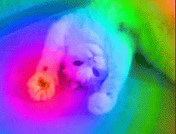 a picture of a fluffy puppy on colored background