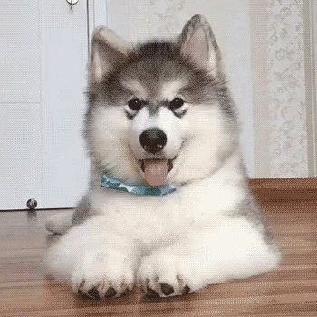 a grey and white husky is laying down