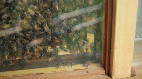 many bees gathered on a window sill
