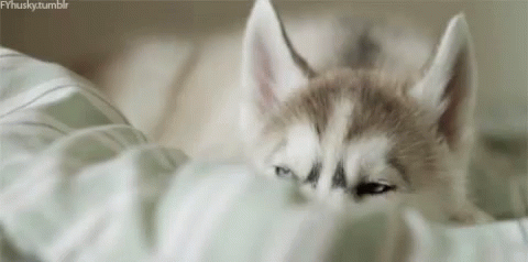 close up s of a grey and white baby husky dog