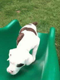 a dog playing on a small slide in the yard