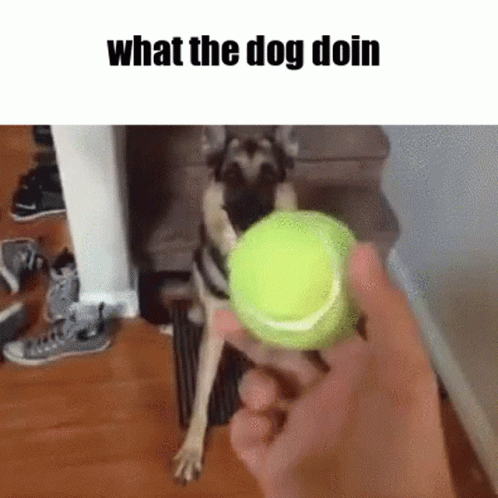 a dog being trained to play with his tennis ball