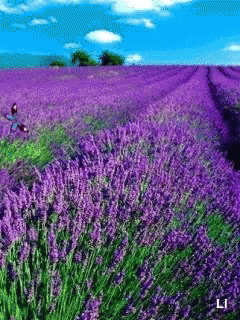 the large field is purple and green in color