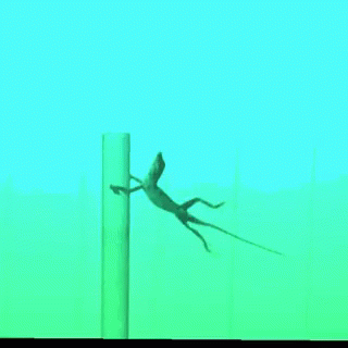 an image of a lizard perched on the back of a pole