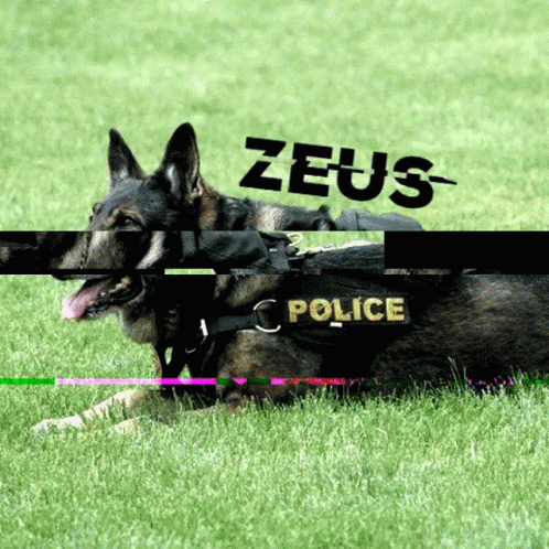 two police dogs play together in the grass