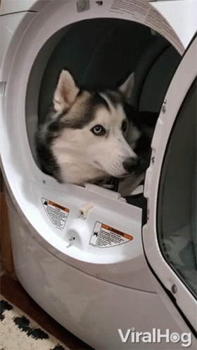 husky puppy in kennel with a muzzle