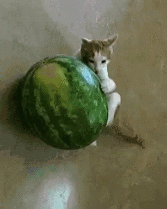 a kitten sitting on the back of a giant watermelon