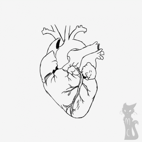 a heart in a simple outline style, with the heart looking like it's in front