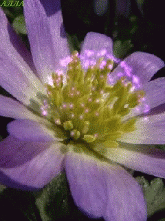 a purple flower with a green center