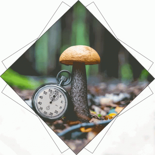 a clock and mushroom sitting in the forest