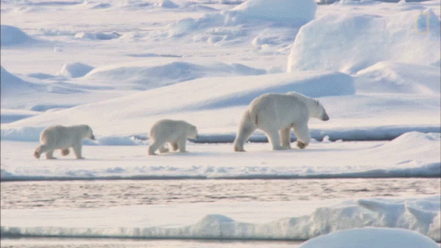 an image of three bears walking across snow
