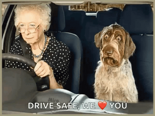 the dogs have come to drive safe we you