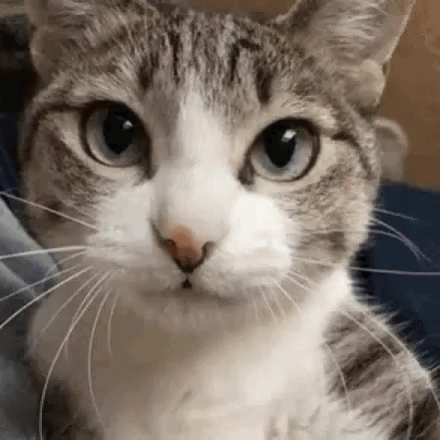 a cat with large eyes staring directly into the camera