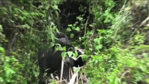 an animal in the middle of a jungle area