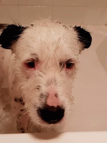 a gy white dog standing in a bath tub with its nose up