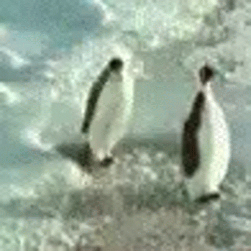 two penguins are in the water next to the rocks