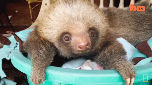 the baby sloth is in the yellow bin with its legs in the water