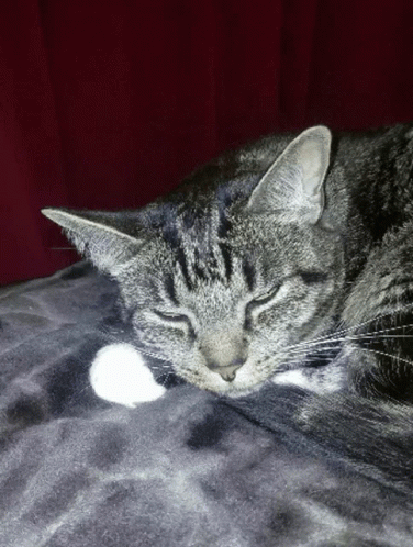 grey cat lying on bed with white circles