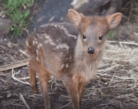 a baby deer standing next to some twigs