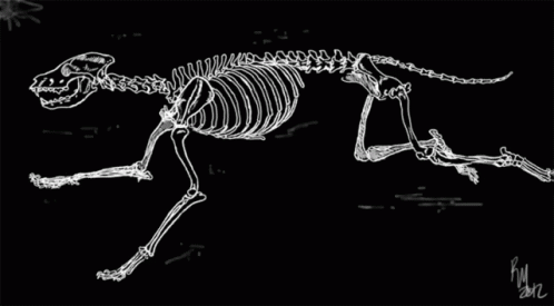 an illustration of a dinosaur skeleton