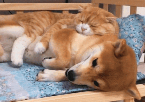 a cat and dog laying on a couch