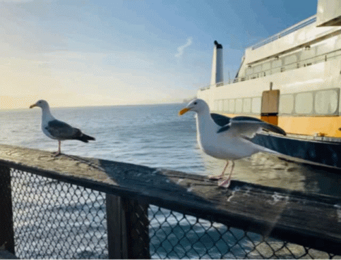 seagulls sit on the edge of a pier next to a large boat