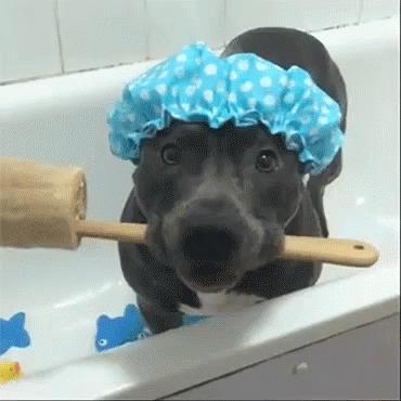a dog with a hair bow on its head playing in the bathtub