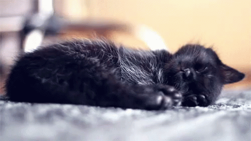 a small black kitten is laying down