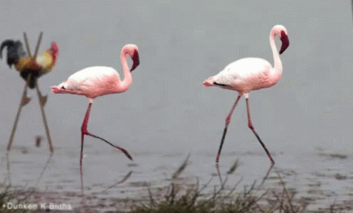 three flamingos in the sand with long legs