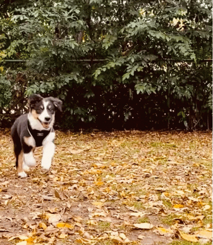 a dog runs on leaves with a bush in the background