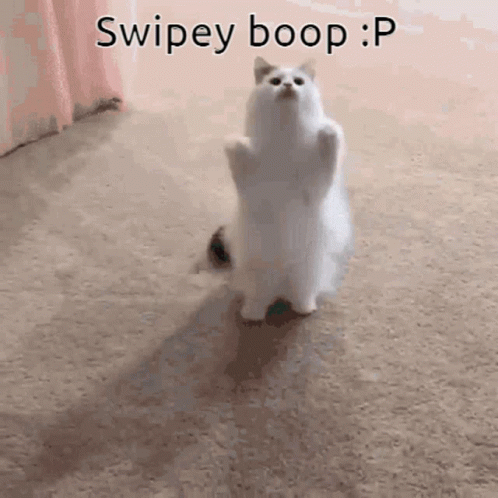 a cat sits in front of the caption swipey boop