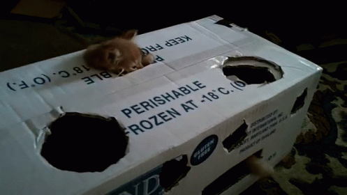 the mouse is sitting in a box with the holes left