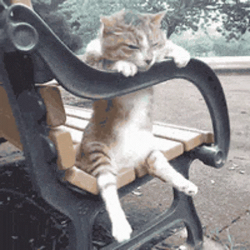 a cat sits on a park bench scratching it's head