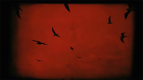 black bird flying in the air during night